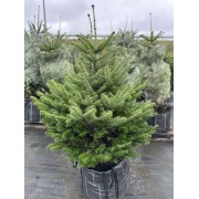 Ялиця Нордмана / кавказька 80-120 см